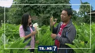 MERAJUT ASA - SI CANTIK CALLA LILY DARI DIENG (2/9/16) 3-2