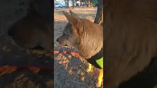 26.1.25 울진편 진돗개와 아침산책