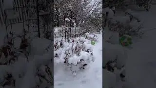 Winter Backyard in Ohio #travel #snow