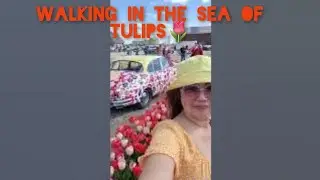 THE TULIP BARN in North Holland