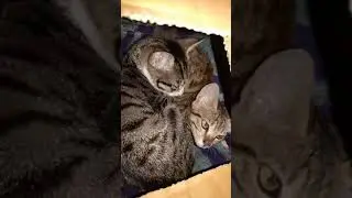 Cute Indian Cats #Throwback #cute