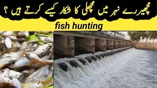 fish hunting in canal | nahar mn fish ka shikar ksy krte h |
