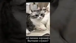 взято с тт #funny #shorts