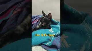 krish ka sunga gaana🤣#funny #comedy #krish  #memes #chaos #funycat #lol #youtubeshorts #cat #kitten
