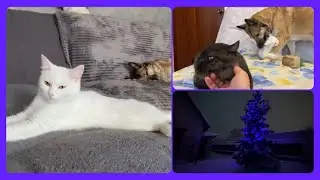 Играли, гуляли / Жизнь животных 