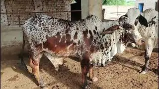 #2026 #2027 #ablak #cholistani #bachrafarming #kheera#bull  