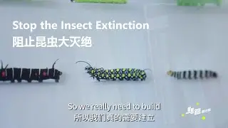 Stop the Insect Extinction  阻止昆虫大灭绝