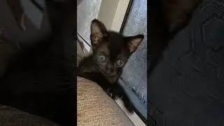 ladoo ko kala boltey😘🥰 #likesubscribe #funnycomedy #ytshorts #petlovers #lovecat #memory #missubabu