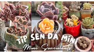 Мини-горшки для суккулентов: сорта мини-суккулентов в Австралии #succulent #senda