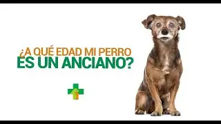 &iquest;A qu&eacute; edad mi perro es un anciano?