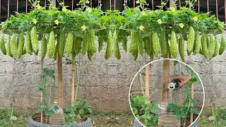 How to grow bitter melon in tires without a garden, fertilizer from specialized drinking water..beer