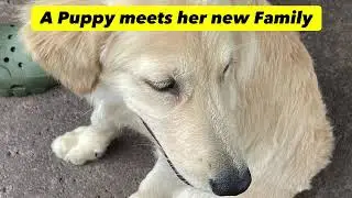 A Puppy Meets Her New Family | Balanced Obedience Dog and Puppy training specializes