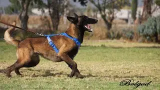 BOLGOD TRABAJO DE GUARDIA Y PROTECCION PARA RIN FRANCES PASTOR BELGA MALINOIS
