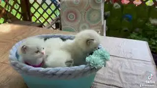 Two little kittens 