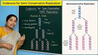 Evidenses for Semi-conservative Mode of Replication l #evidensesfordnareplication #dnareplication 