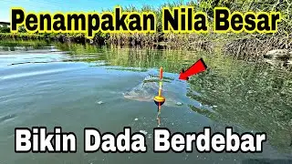 Mengejutkan Baru Lempar Umpan, Langsung Disambut Ikan Nila Babon Bikin Deg degan