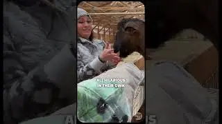 How Important Is Connecting With Animals 🤔 #shortsvideo