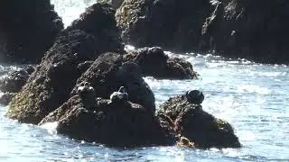 Yaquina Head, 4k