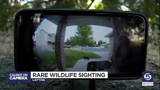 Doorbell Camera Captures Wolverine Passing Through Davis County Neighborhood