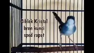 Ciblek Cristal Gacor| ngebren ngonci| cocok untuk masteran