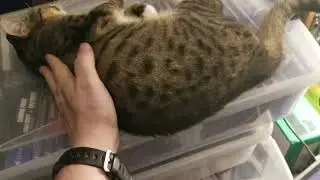 Leopard spotted tabby