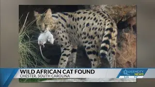 Found: African Serval escapes after Chester house fire