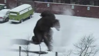 Concerning Bigfoot Sightings We Can No Longer Ignore