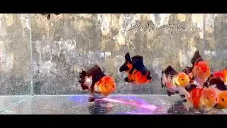 Oranda Short tail Paiy h&agrave;ng VIP - High quality
