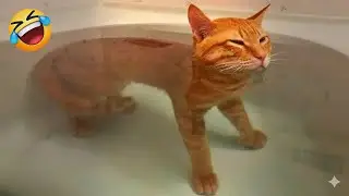 You Laugh You Lose 🤣 Funniest Cats and Dogs 2026 🐶💓 Part 11