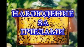 Наблюдение за пчелами 7 апреля 2018 года. Bee watching