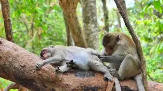 Monkey Jane is a Lovely Female that reason Why Many Male Attractive falling In Love