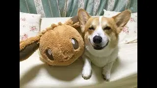 Corgi boy & his new buddy Eevee Eievui pokemon ichiban kuji prize B plush doll 可愛いポケモンイーブイとコーギー君