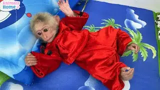 Monkey BiBi is cute when wear giant pajamas