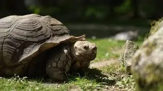 Tip na v&yacute;let | Zoo Liberec