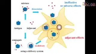 Deformable adjuvants can enhance immune activation in new vaccine design 