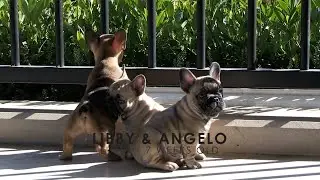 French Bulldog Puppies Playing