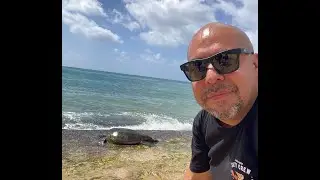 #SharkCove #Hawaii #Northshore #Honu