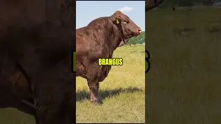 3 razas desarrolladas en estados Unidos #vacas #razasdeganado