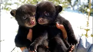 Bear Cubs vs. Yearlings: How to Tell the Difference