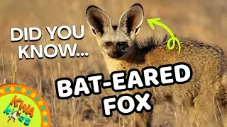 Fun Facts About Bat-Eared Foxes! | KWA Kids Animal Adventures