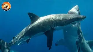 Enfrentamientos Implacables entre Tiburones y los Depredadores Apex del Oc&eacute;ano | Animales Salvajes