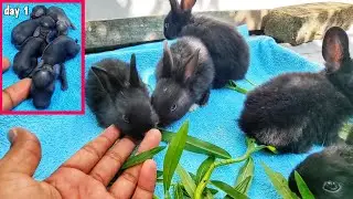 Lop Baby Rabbit Grow Up Time Lapse | Rabbits Growth