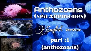The Anthozoans(sea anemones) English version part:1 