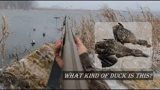 BLIZZARD DUCK hunt on the Upper Mississippi River | WHAT kind of MALLARD is this?