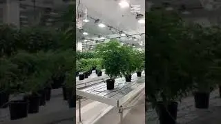 Take A Behind-the-scenes Tour Of Canada&rsquo;s Largest Cannabis Factory