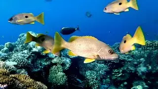 One-spot snapper, Onespot seaperch (Lutjanus monostigma), Однопятнистый луциан
