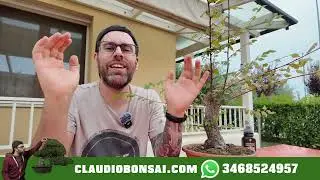 DOVE COMPRO I BONSAI BELLI