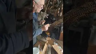 Реставрация хвостовых перьев фазана.