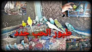 اليوم جبت طيور الحب جدد اربع فحله او واحد مفتل ال طيره مالتي الاليفه