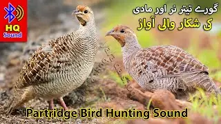 Gora Teetar Female and Male Hunting Sound | Partridge pair Sound for Hunting | Francolin Pair Voice